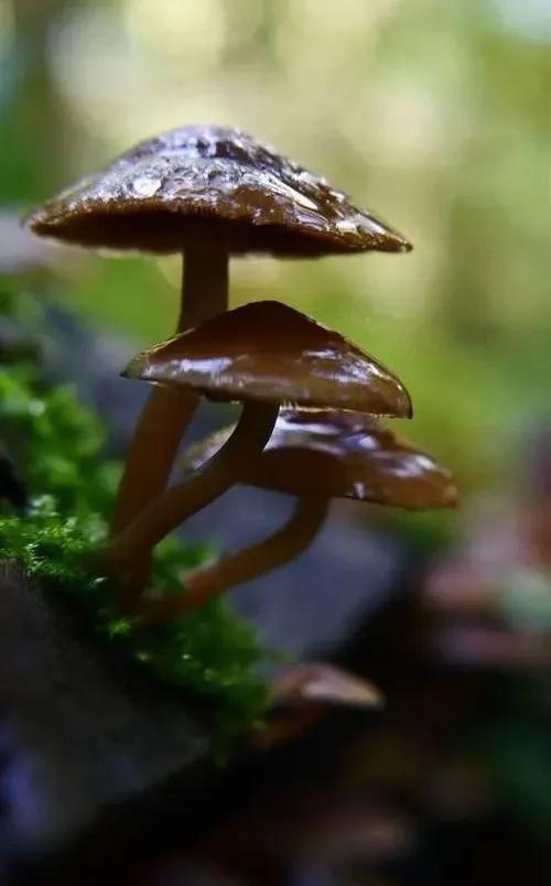 國家蘑菇地理：中國哪里的蘑菇最好吃？