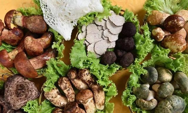 國家蘑菇地理：中國哪里的蘑菇最好吃？