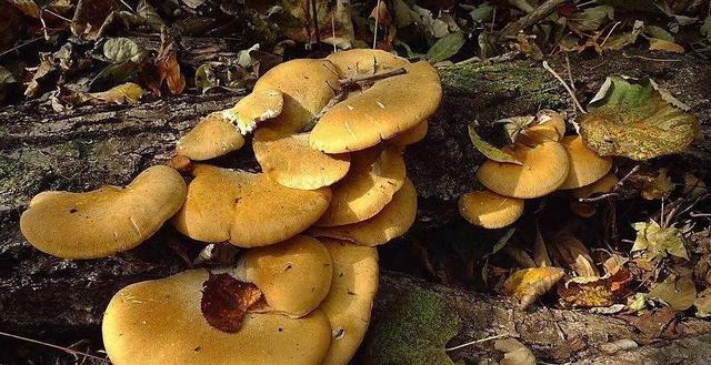 國家蘑菇地理：中國哪里的蘑菇最好吃？